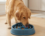 Comedero Lento "Slow Feeder" - Digestión Saludable & Anti-Ansiedad